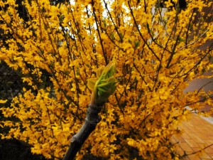 giallo-gianni-fiorenzato